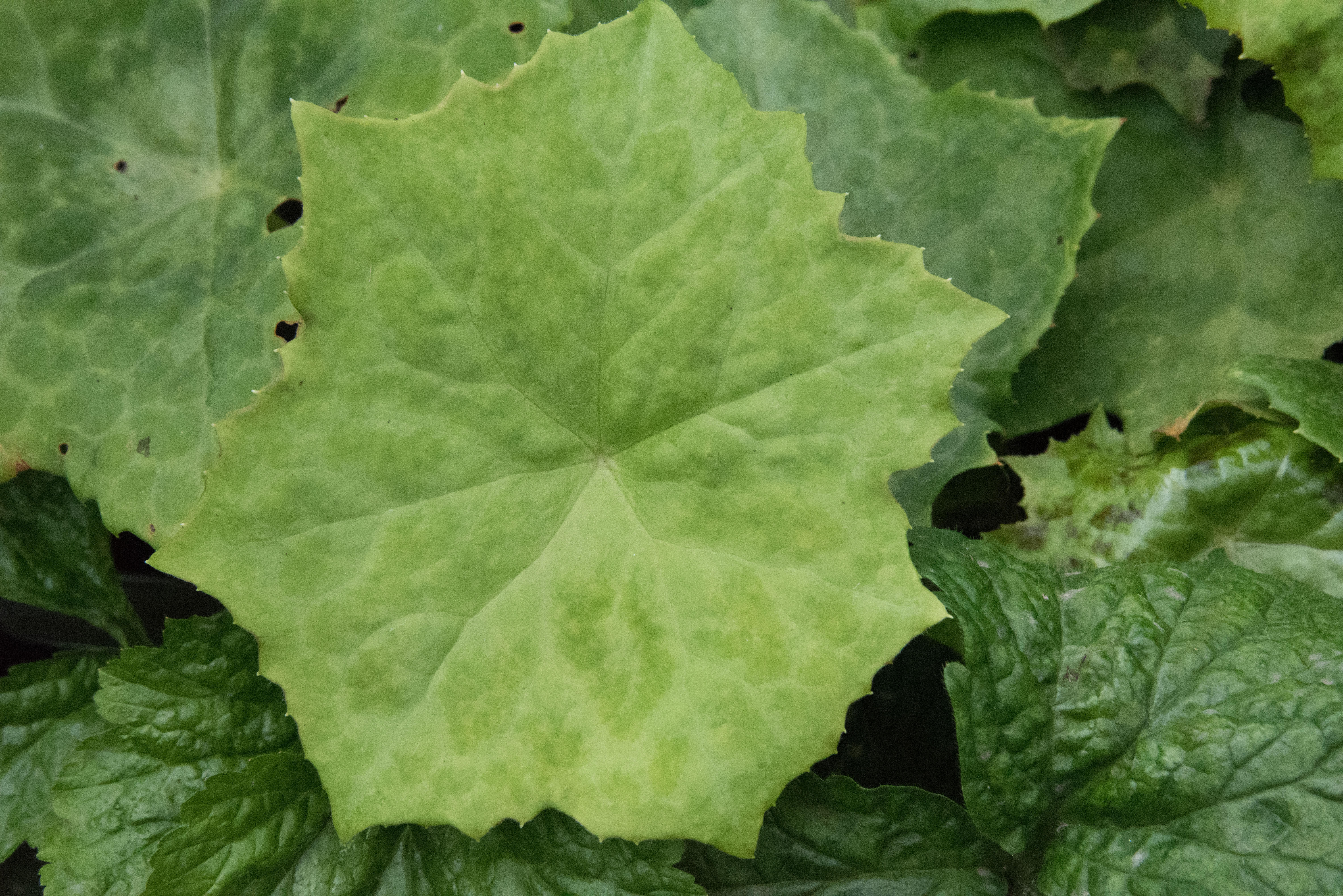 Podophyllum 'Spotty Dotty'Voetblad bestellen